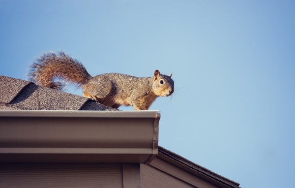 Gutters and Downspouts